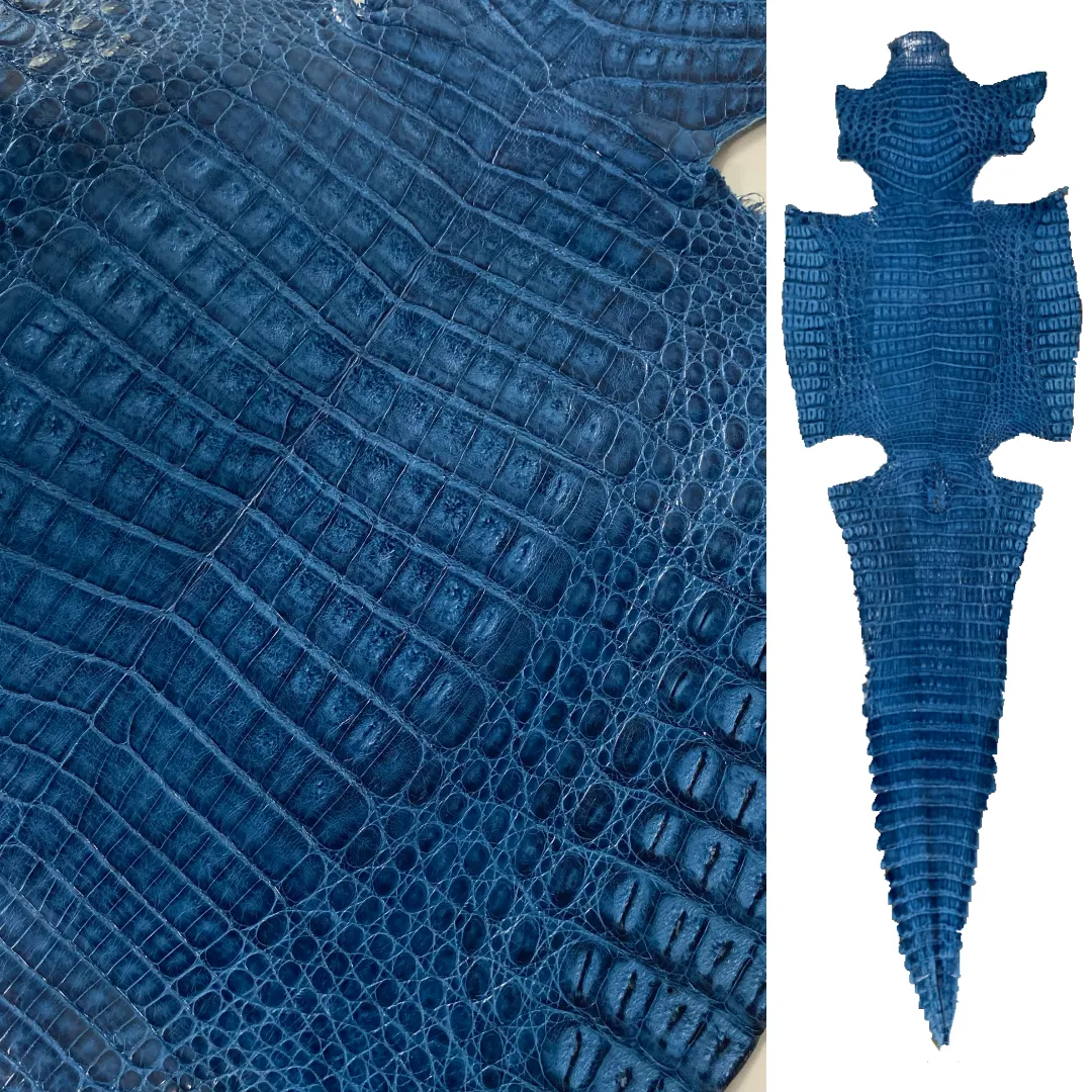 Caiman Crocodile | Ocean Blue