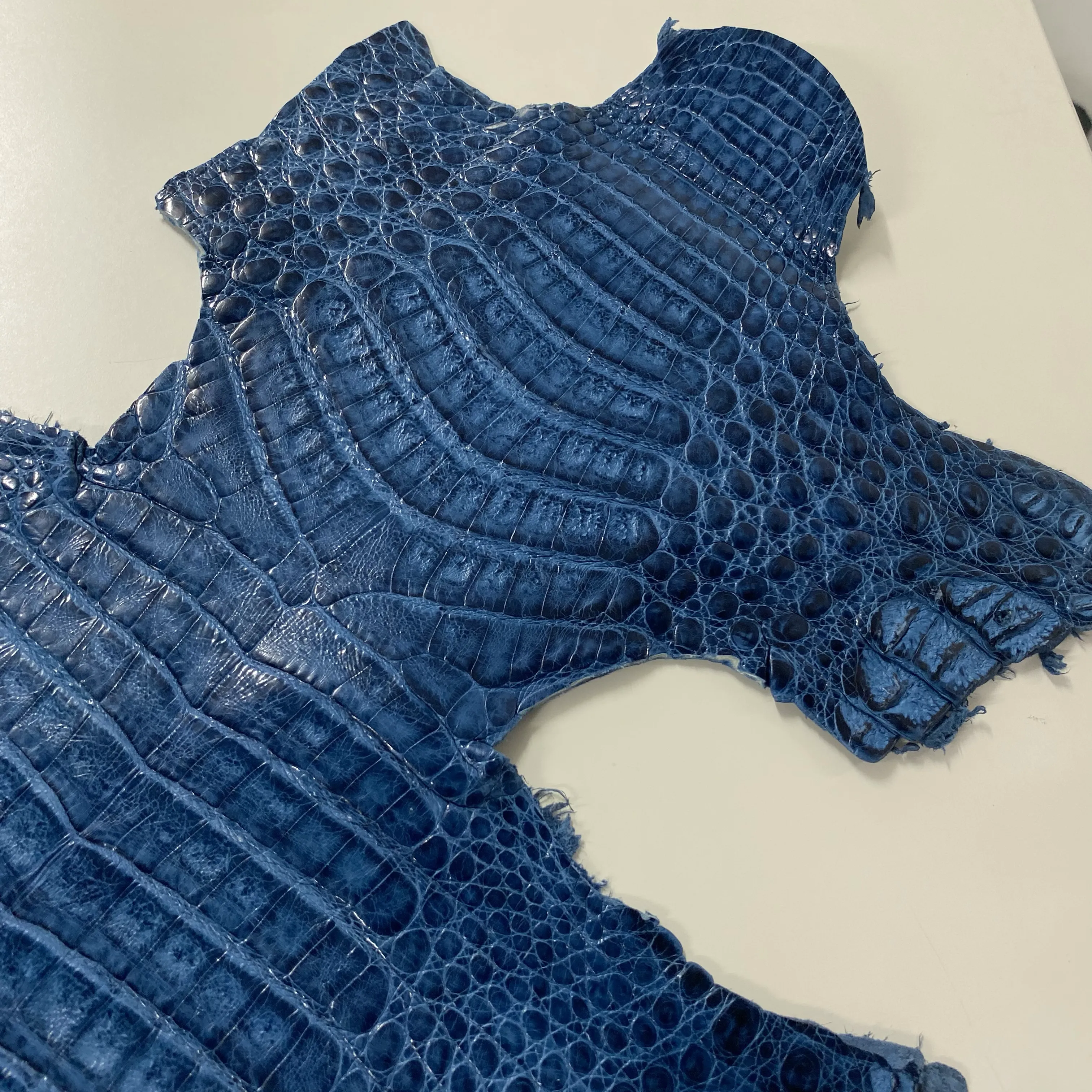 Caiman Crocodile | Ocean Blue