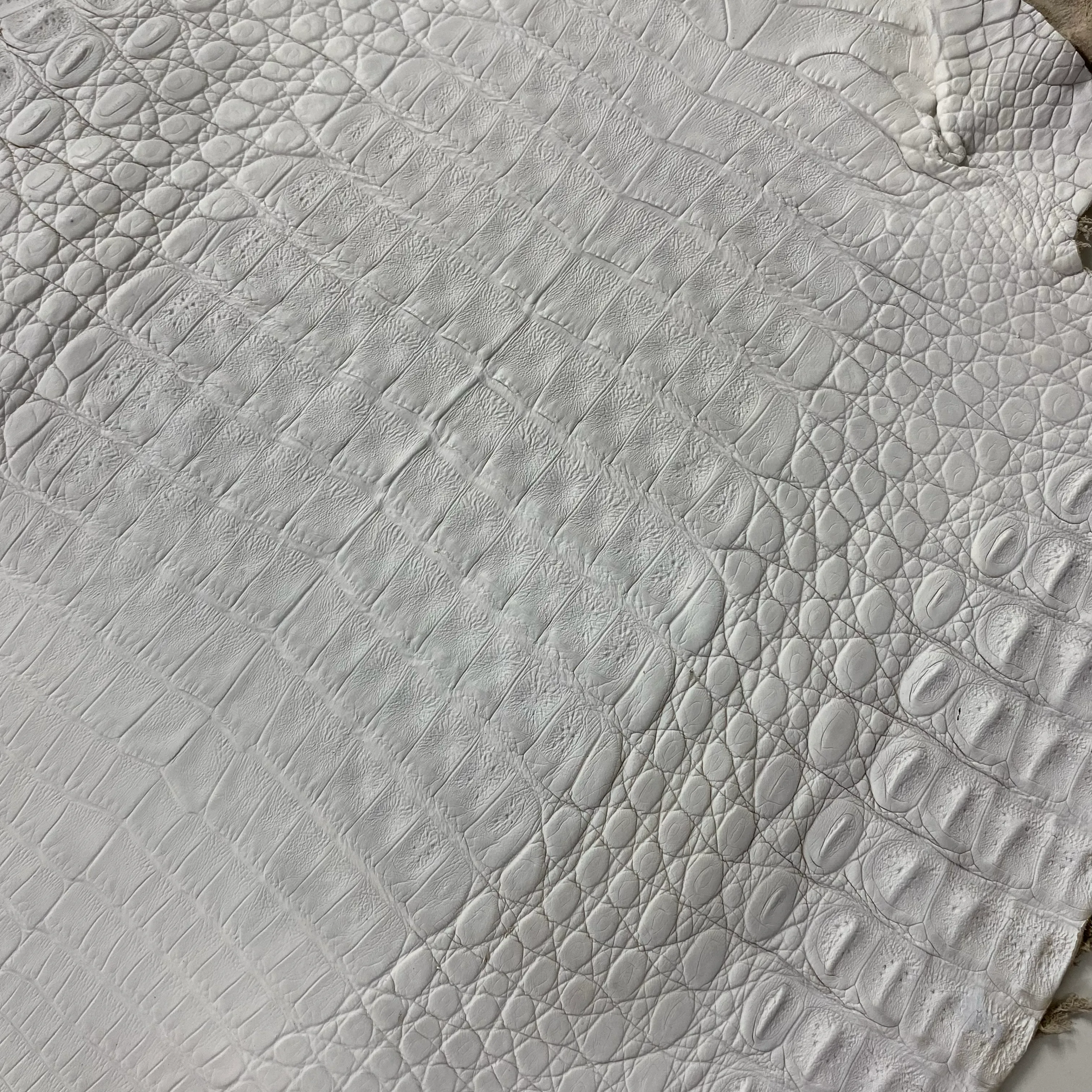 Caiman Crocodile | White