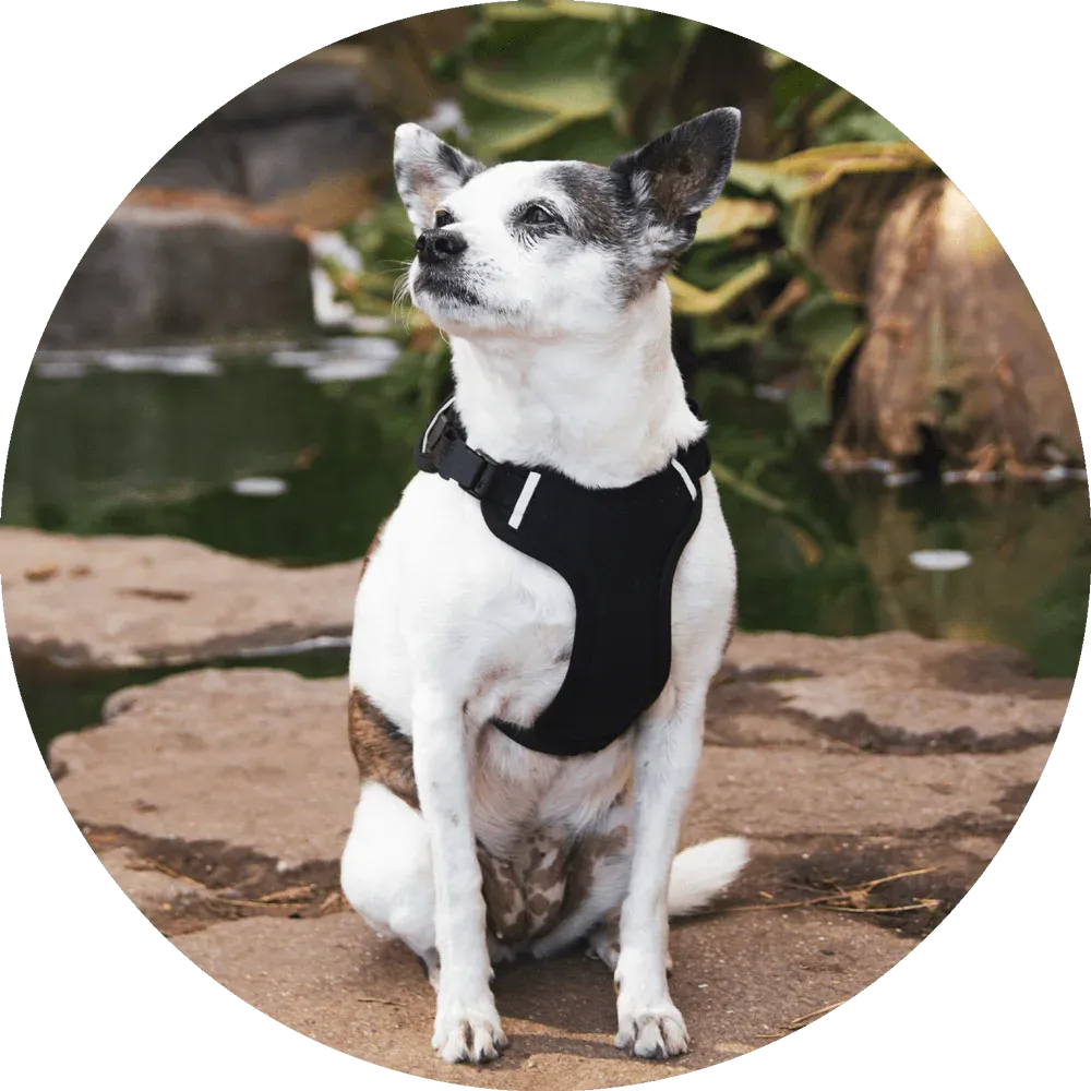 Sutro Snug Fit Dog Harness