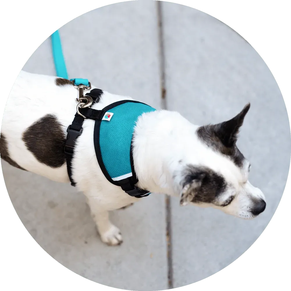 Sutro Snug Fit Dog Harness