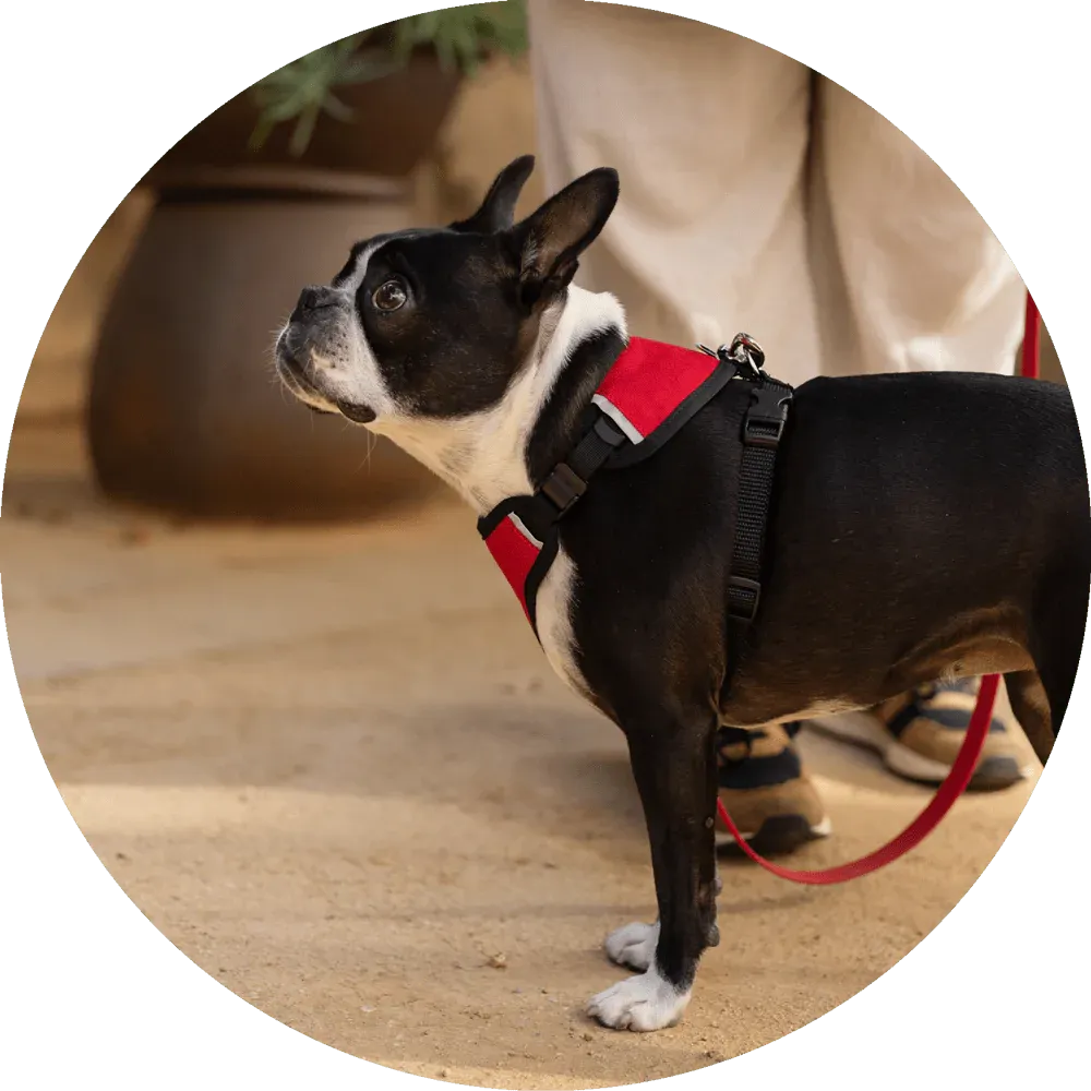 Sutro Snug Fit Dog Harness