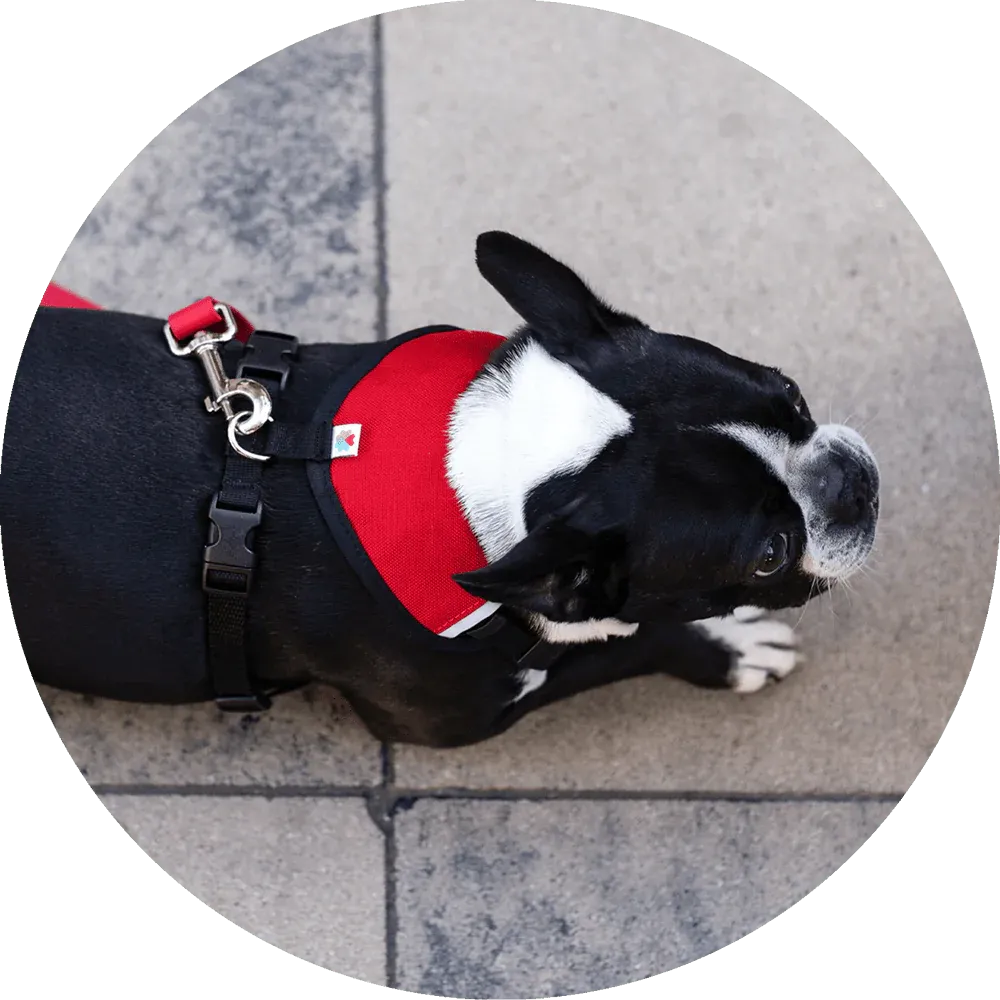 Sutro Snug Fit Dog Harness