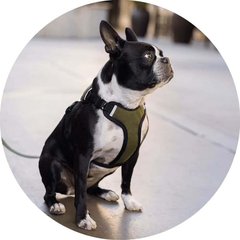 Sutro Snug Fit Dog Harness